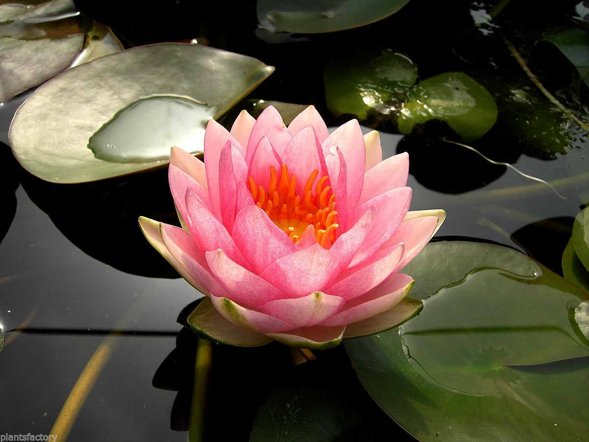 Nymphaea Madame, photo 3