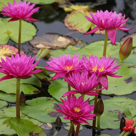 Nymphaea “Mameaw”