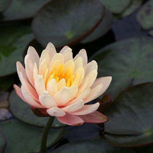Nymphaea Mangkala Ubol