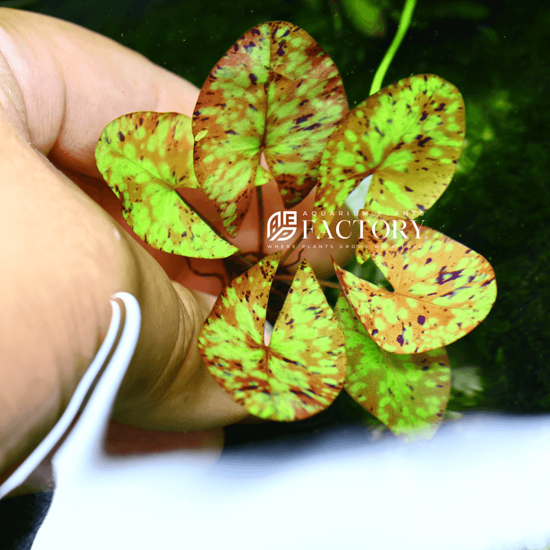 Nymphaea Micrantha Tri-color Lotus Rare Lily Aquarium Plants Factory®