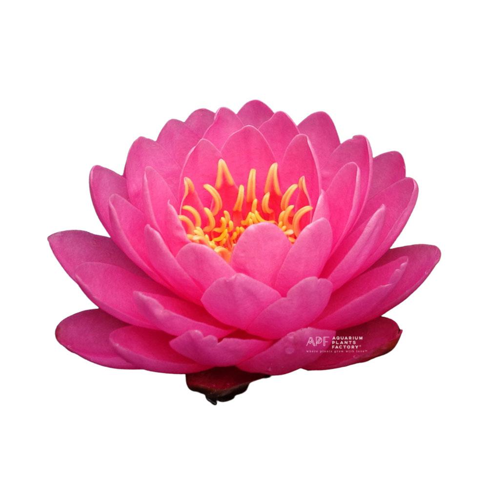 Nymphaea Perry's Fire Opal, photo 4