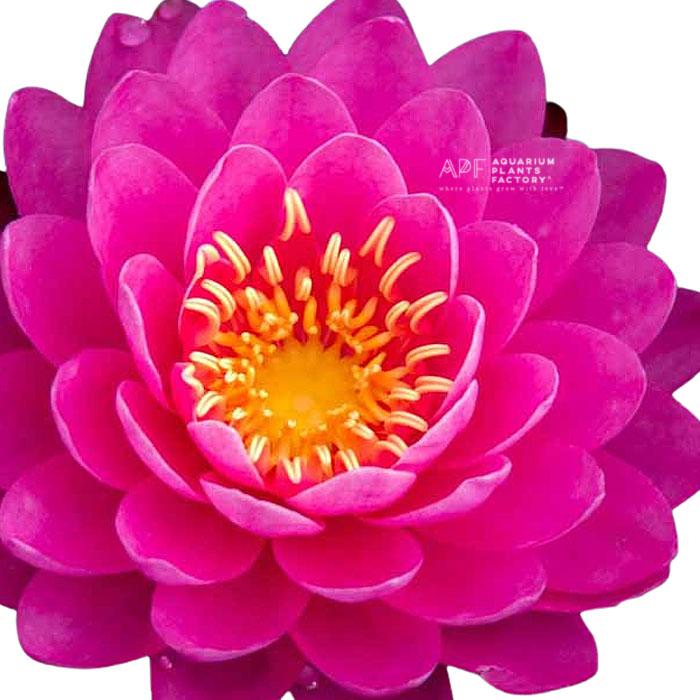 Nymphaea Perry's Fire Opal