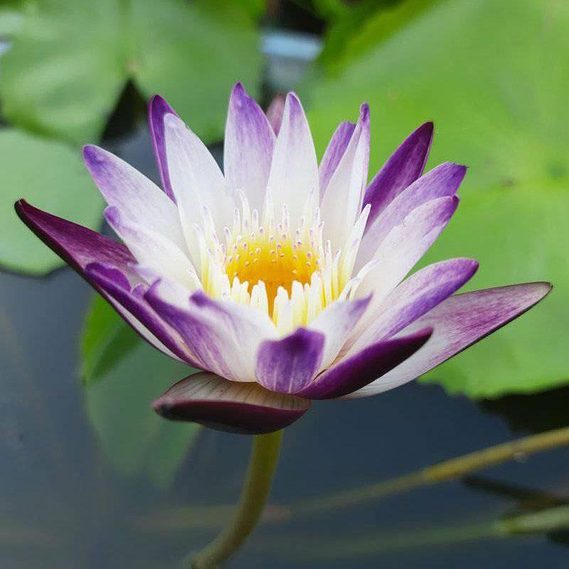 Nymphaea Purple Joy Aquarium Plants Factory APF Aquascape Freshwater Aquatic Decoration