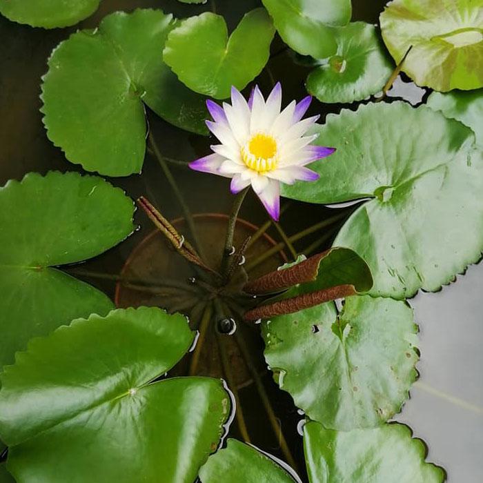 Nymphaea Purple Joy Aquarium Plants Factory APF Aquascape Freshwater Aquatic Decoration