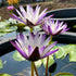 Nymphaea Purple Joy Aquarium Plants Factory APF Aquascape Freshwater Aquatic Decoration