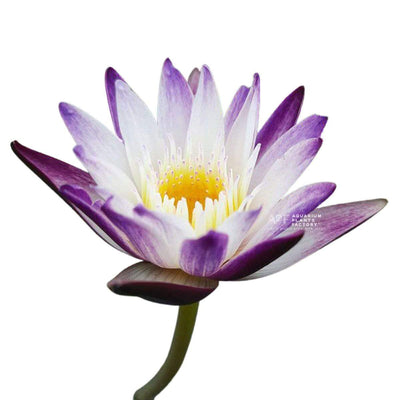 Nymphaea Purple Joy Aquarium Plants Factory APF Aquascape Freshwater Aquatic DecorationNymphaea Purple Joy is a beautiful tropical water lily cultivar known for its striking purple flowers. This water lily was developed by hybridizer Pairat Songpanich in Thailand.