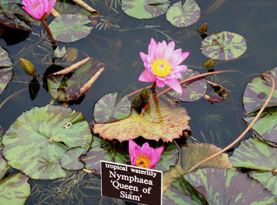 Nymphaea Queen of Siam - Aquarium Plants Factory