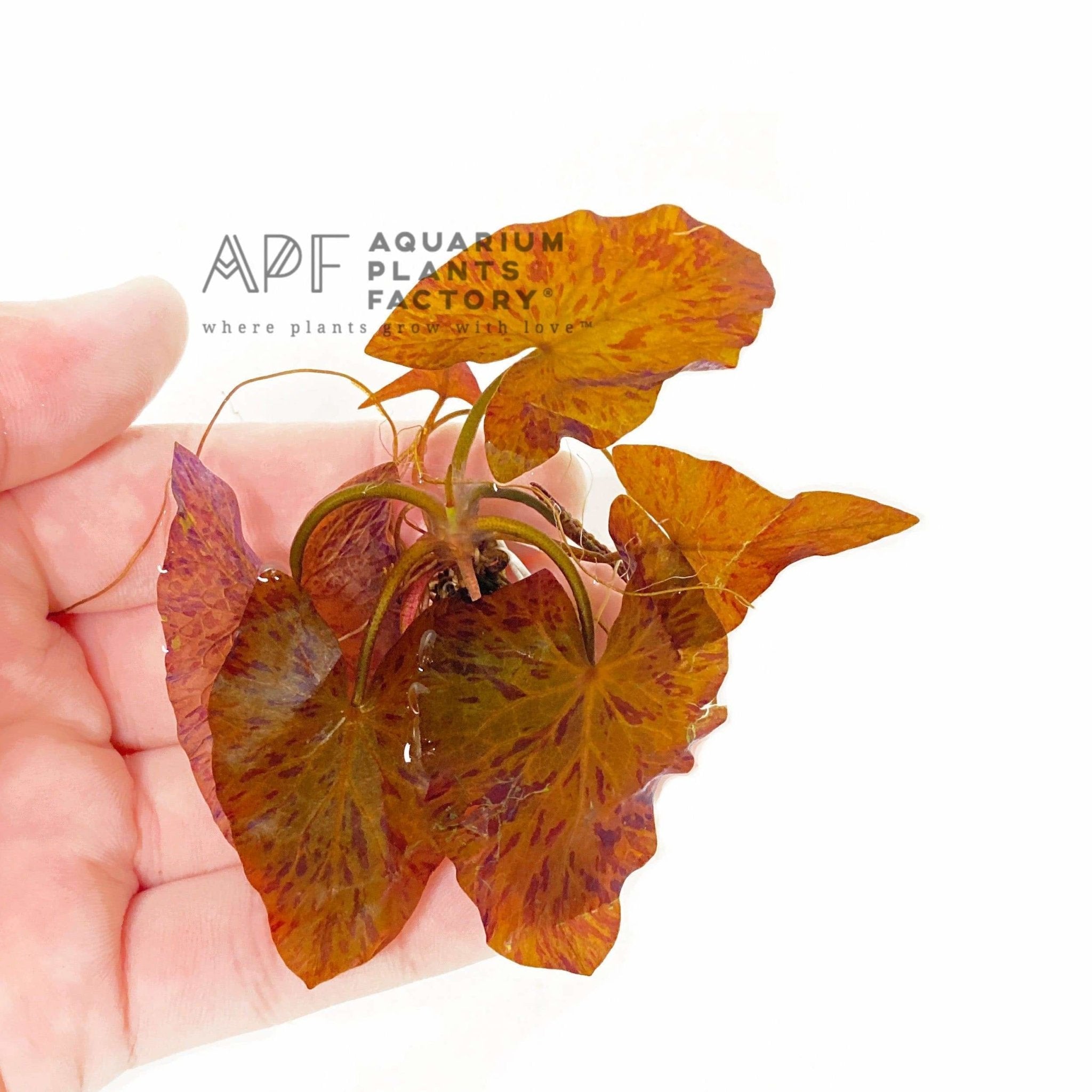 Vibrant Red Tiger Lotus (Nymphaea Zenkeri 'Red') with heart-shaped leaves in an aquascape