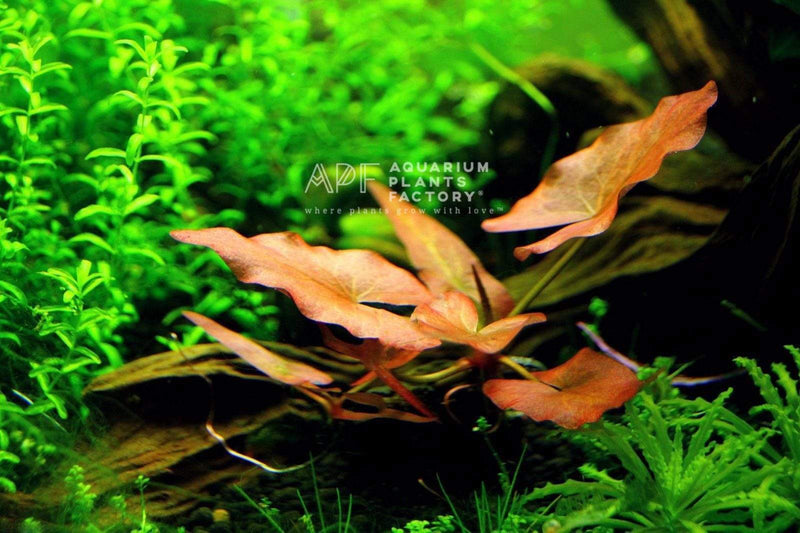 Aquatic Arts Java Moss Freshwater Dwarf Water Lily Bulb (Nymphaea