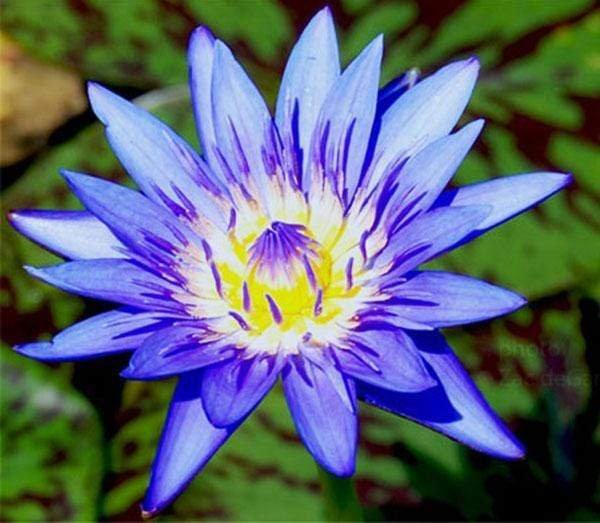Nymphaea Tropical Blue