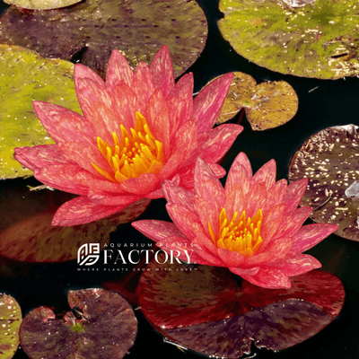 Nymphaea wanvisa is a cultivar of water lily known for its stunning pink and yellow blooms. It is a hardy plant that is easy to care for and grows well in full sun to partial shade in calm, still water.