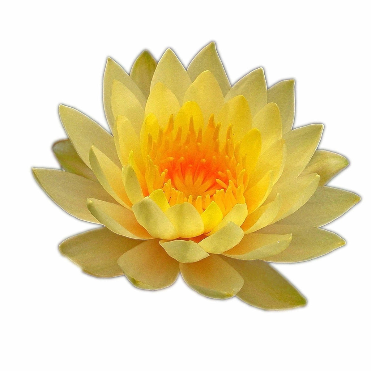 Nymphaea Yellow Bangpra