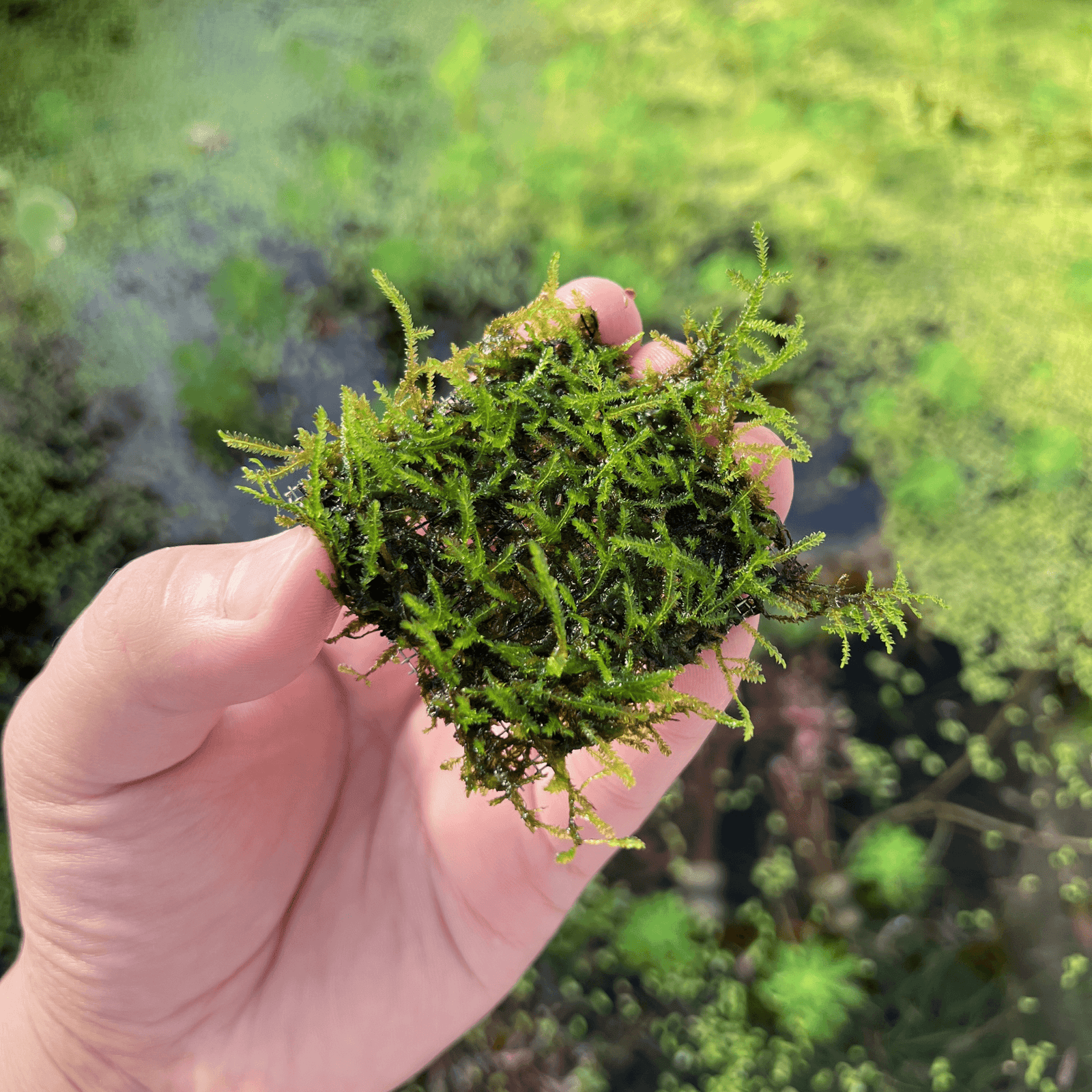 Taxiphyllum sp. Peacock Moss Stainless Steel Mesh | APF Aquarium Plants Factory®