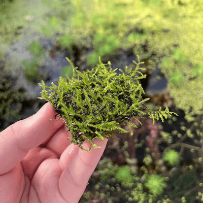 Christmas Moss Aquatic Plant for Aquariums or Ponds — Florida Aquascaping