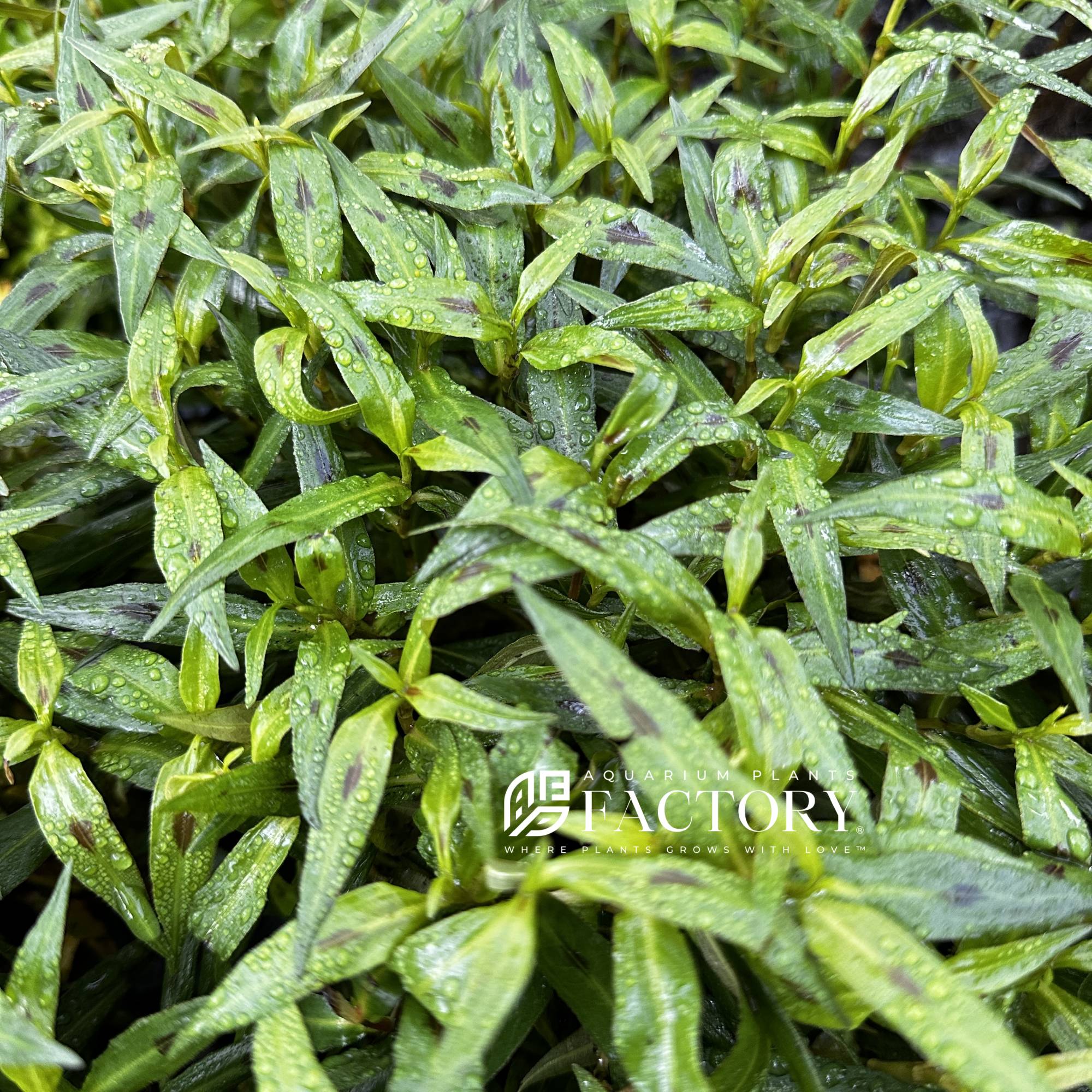 Persicaria Kawagoeanum APF Aquarium Plants Factory