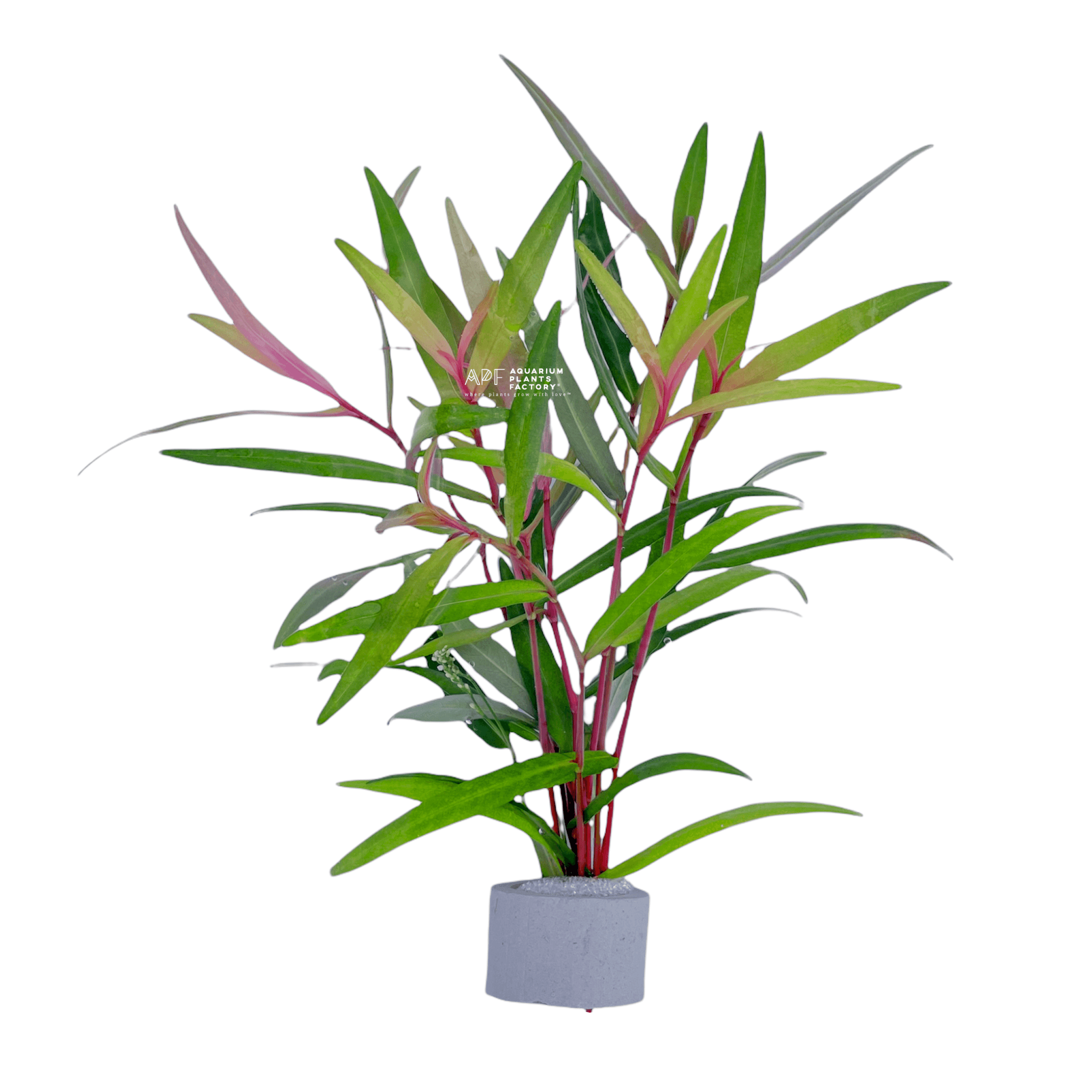 Persicaria sp. 'Sao Paulo' - Aquarium Plants Factory