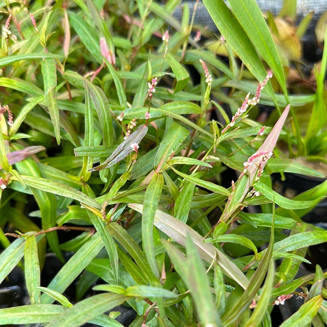 Persicaria sp. 'Sao Paulo'