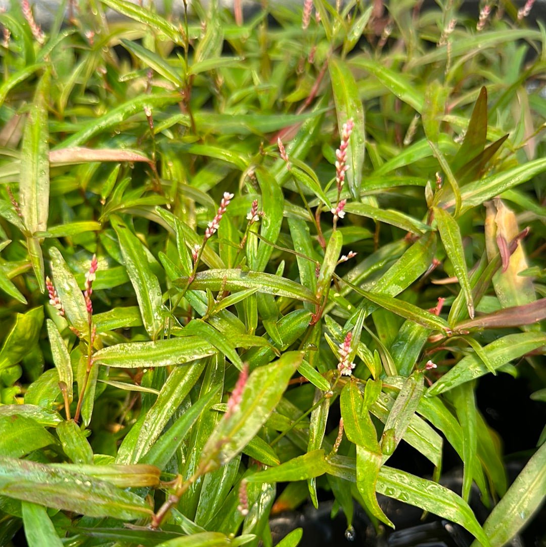 Persicaria sp. 'Sao Paulo'