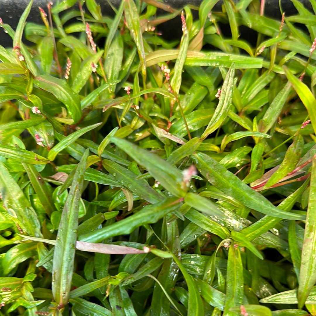 Persicaria sp. 'Sao Paulo'