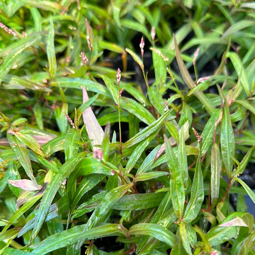 Emersed-grown Persicaria sp. 'Sao Paulo' with green leaves before submersion