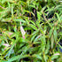 Emersed-grown Persicaria sp. 'Sao Paulo' with green leaves before submersion
