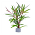 Potted and bunched Persicaria sp. 'Sao Paulo' from Aquarium Plants Factory on display