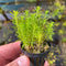 Pogostemon Erectus - Aquarium Plants Factory