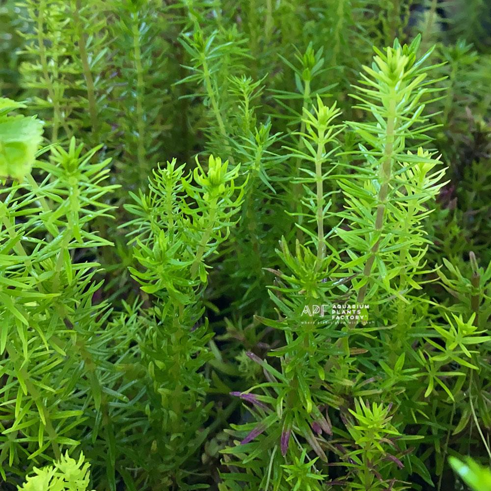 Pogostemon Erectus