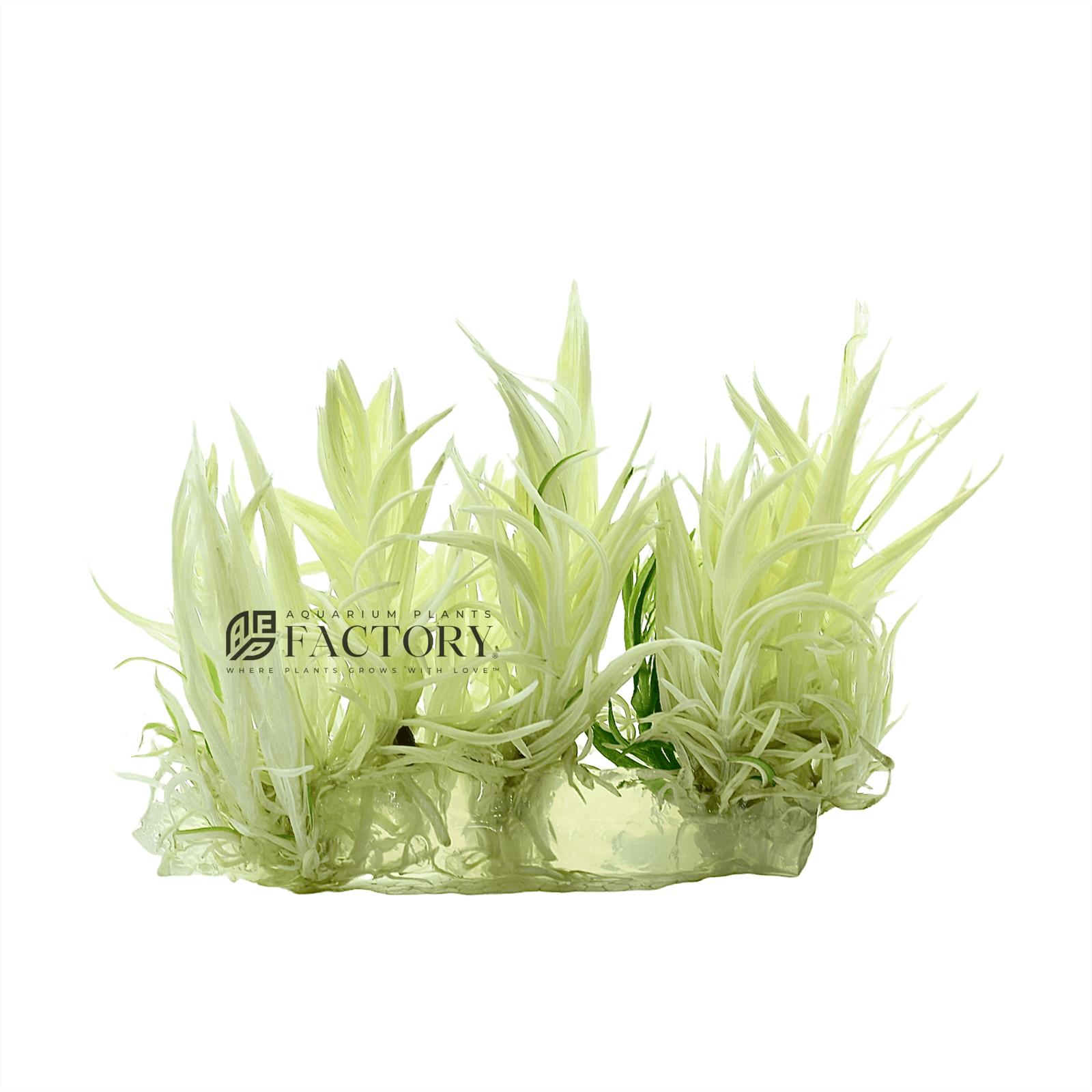 Pogostemon Erectus Platinum Tissue Culture APF Aquarium Plants Factory®