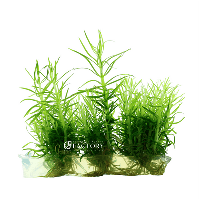 Pogostemon Erectus Tissue Culture Vitro APF Aquarium Plants Factory®