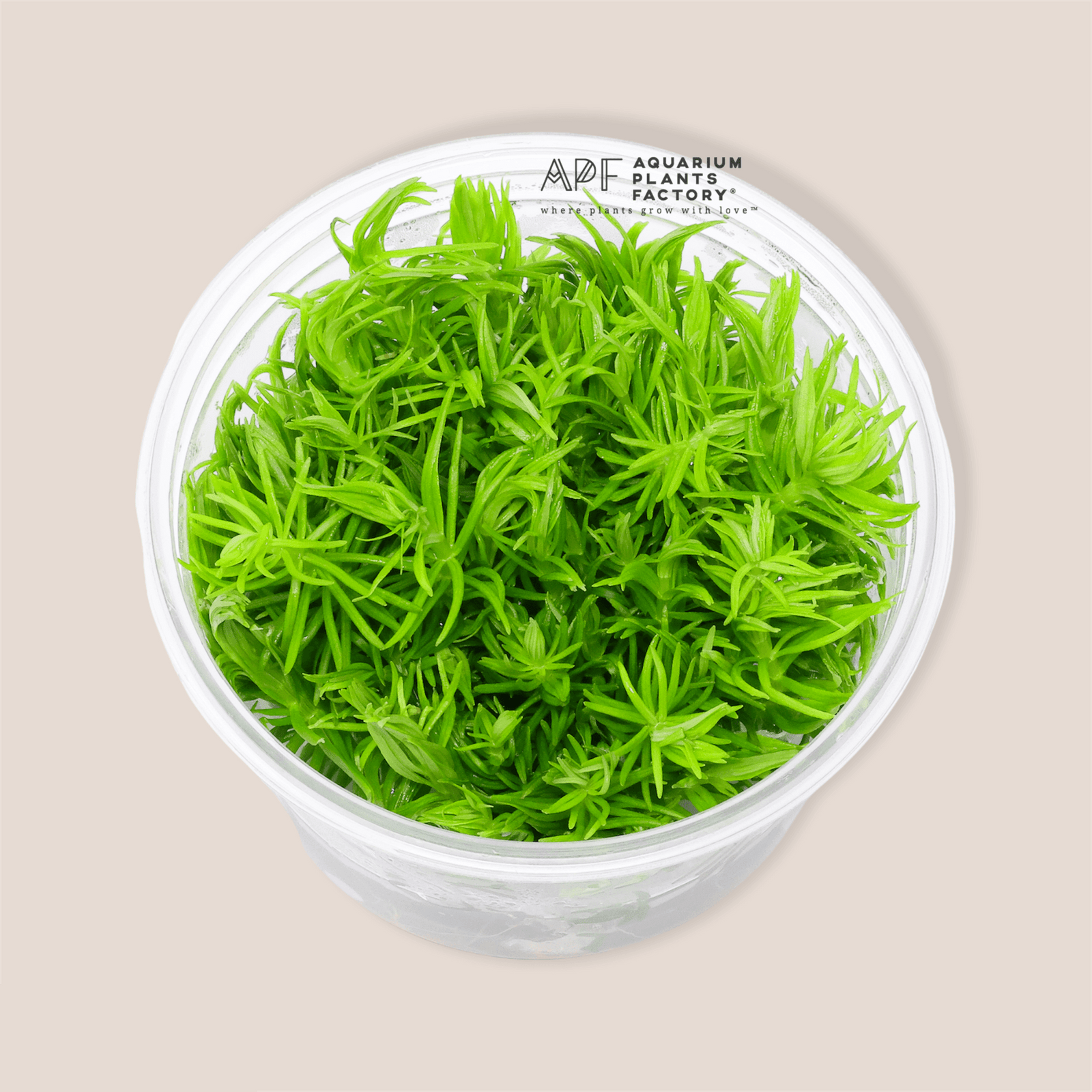 Pogostemon Erectus - Tissue Culture Cup - Aquarium Plants Factory