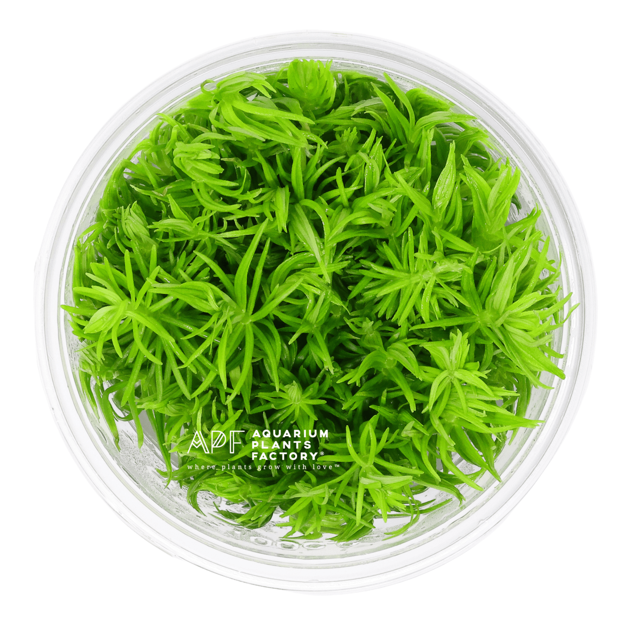 Pogostemon Erectus - Tissue Culture Cup - Aquarium Plants Factory