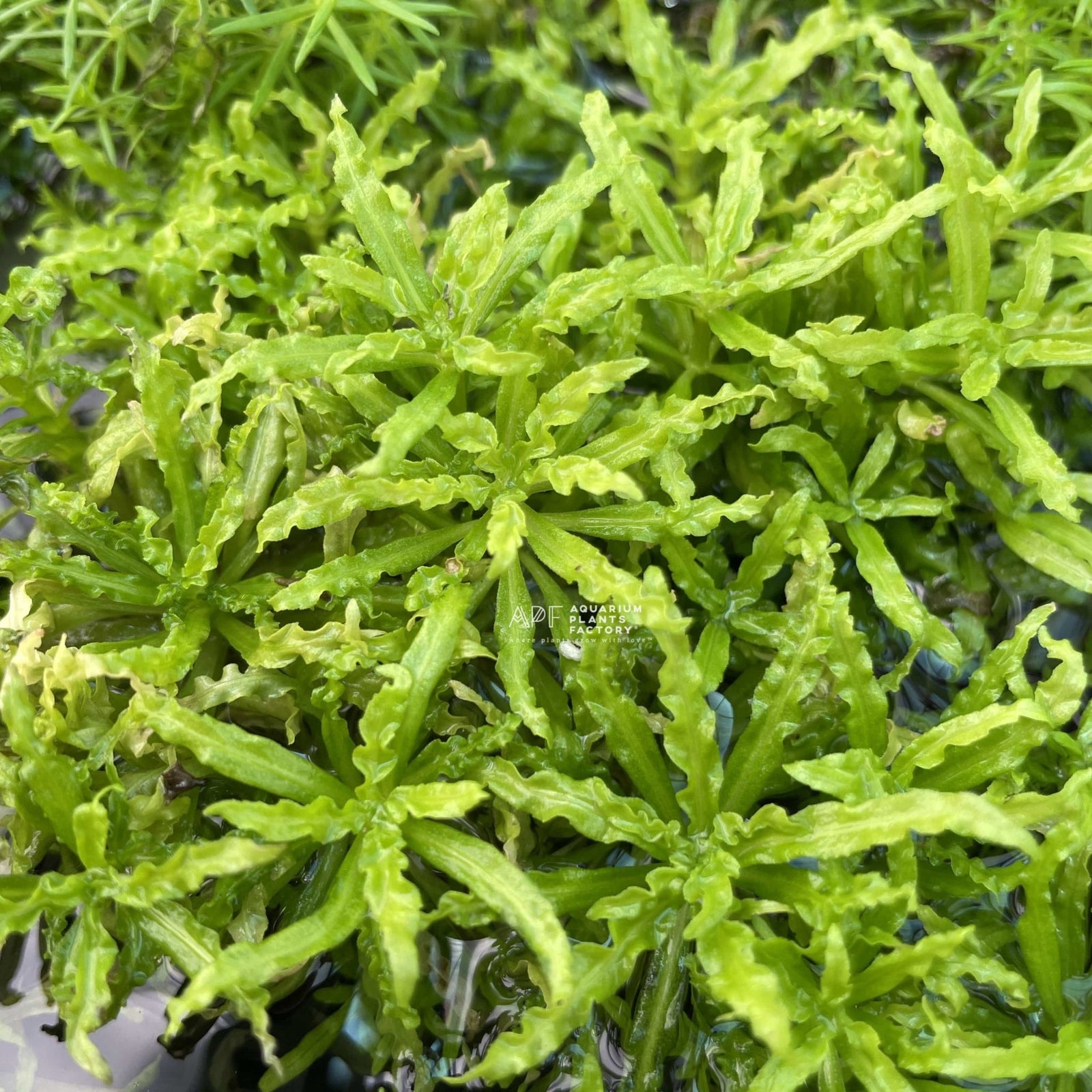 Pogostemon Helferi - Aquarium Plants Factory