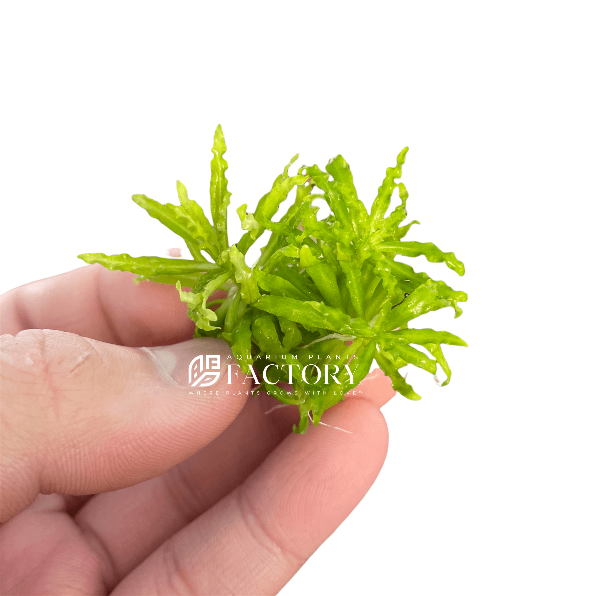 Pogostemon Helferi Downoi Bare-root APF Aquarium Plants Factory®