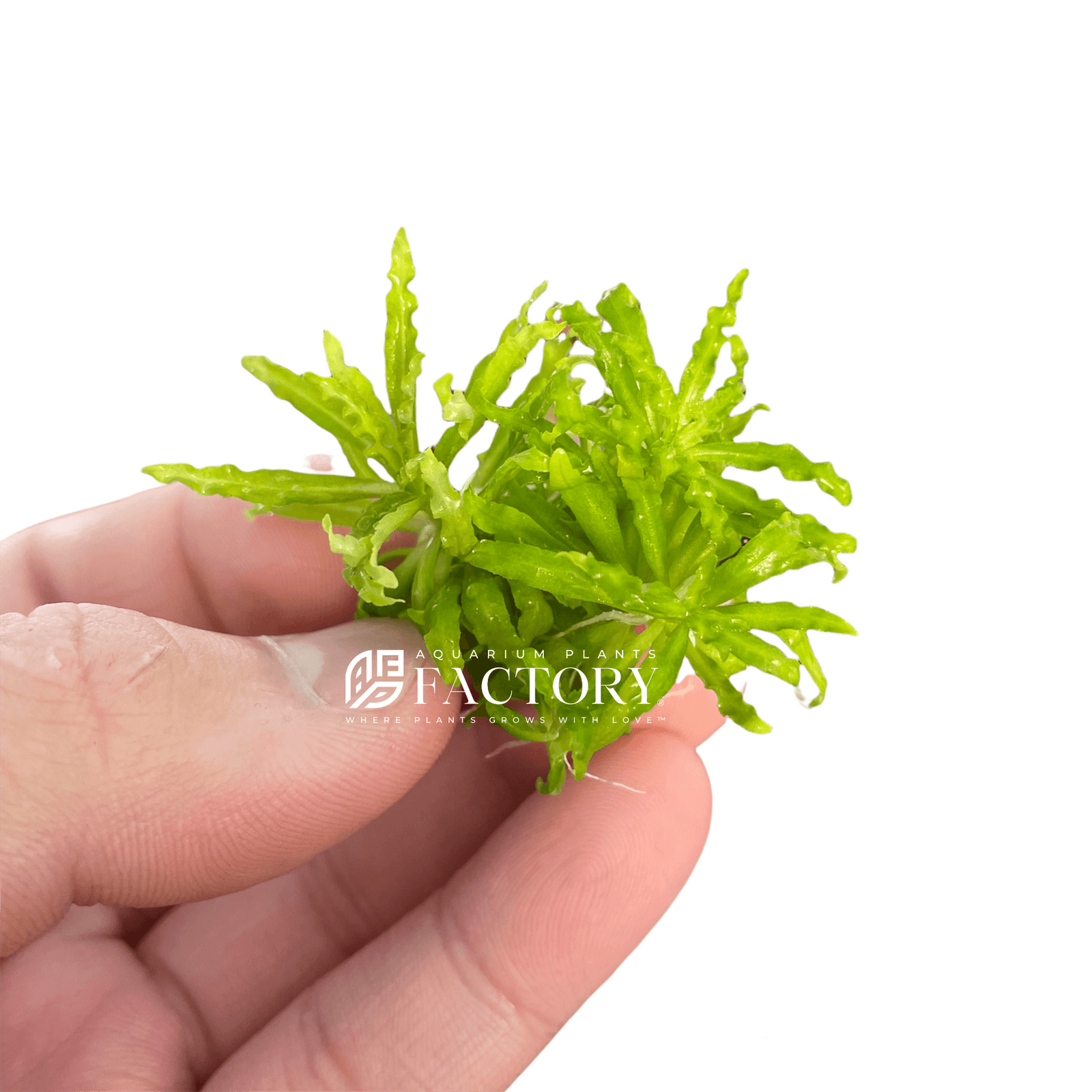 Pogostemon Helferi Downoi Bare-root APF Aquarium Plants Factory®