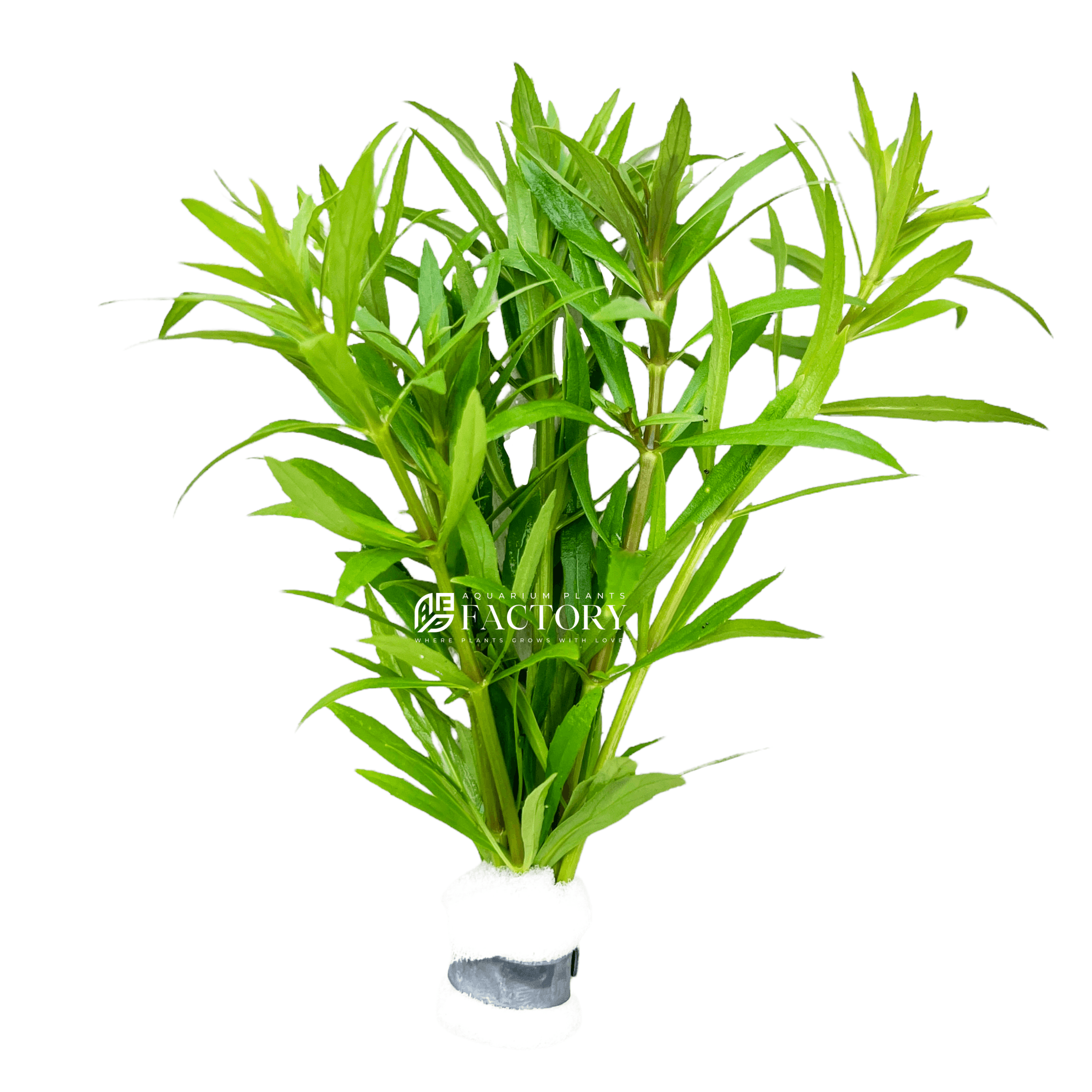 Pogostemon Stellatus Octopus Bunched APF Aquarium Plants Factory®