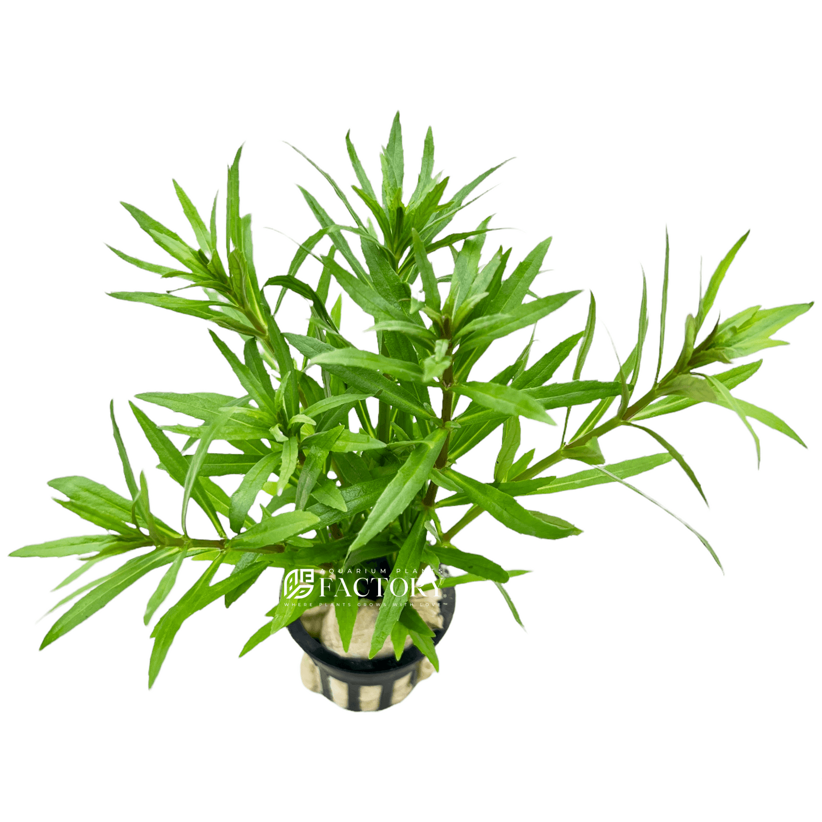 Pogostemon Stellatus Octopus APF Aquarium Plants Factory®