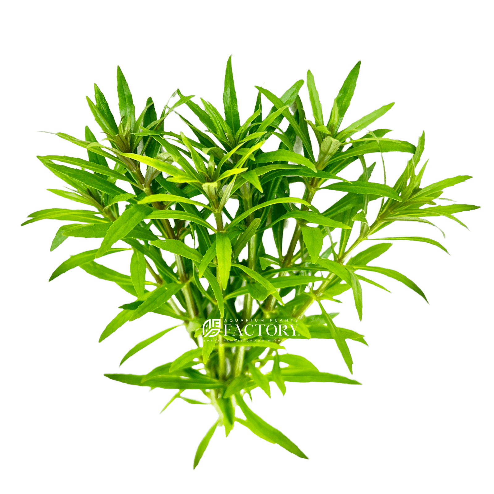 Pogostemon Stellatus Octopus Fresh-cut APF Aquarium Plants Factory®