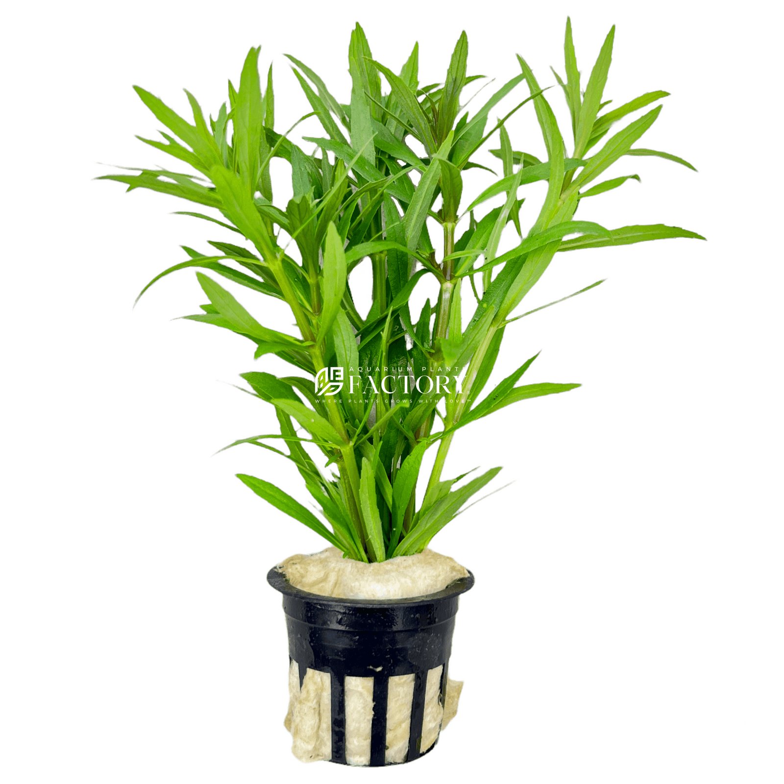 Pogostemon Stellatus Octopus Potted APF Aquarium Plants Factory®