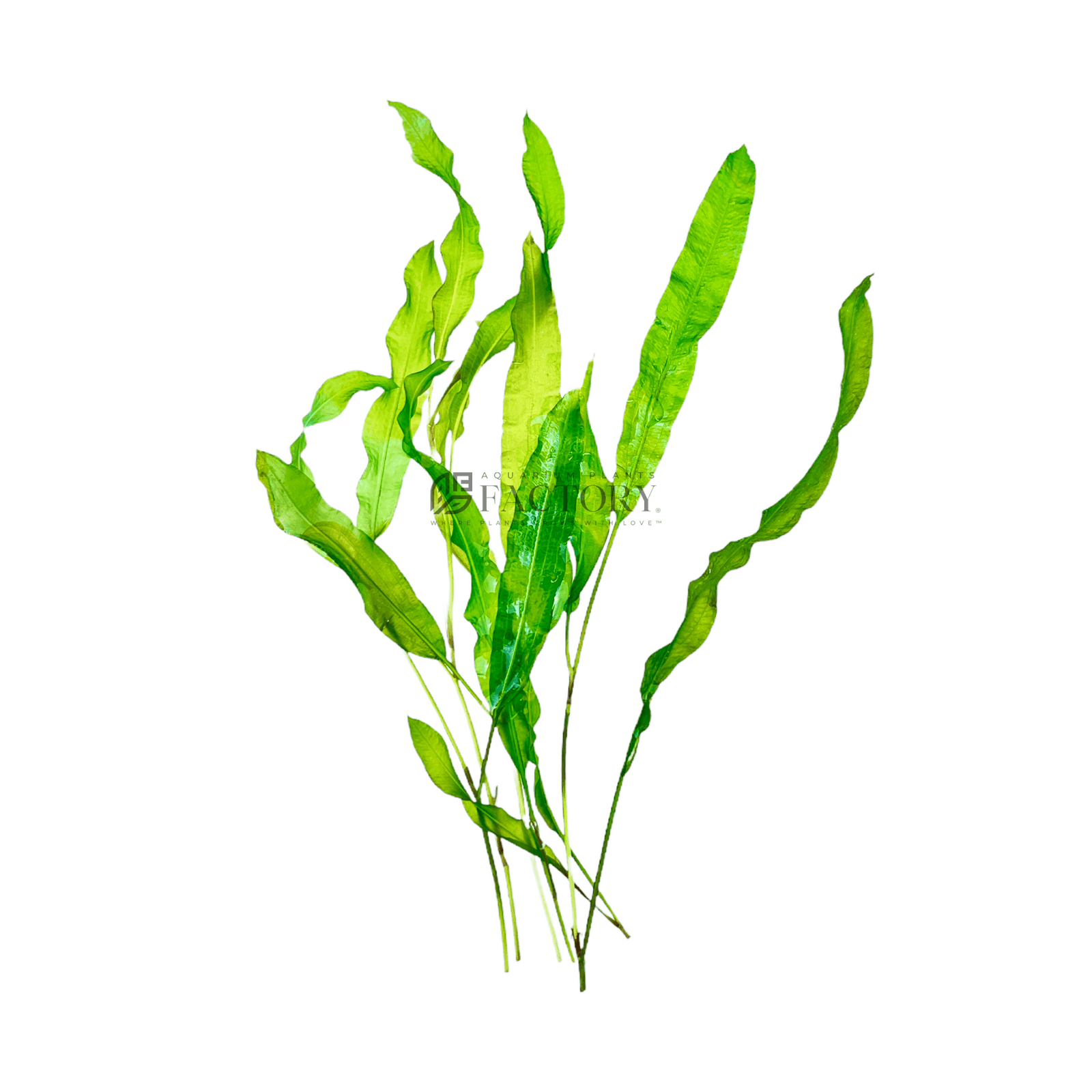 Potamogeton Lucens, commonly known as Shining Pondweed, is a captivating aquatic plant renowned for its striking translucent leaves and ease of care. Native to Europe, Asia, and North Africa, this perennial plant thrives in still or slow-flowing freshwater environments, making it an excellent addition to aquariums and ponds.