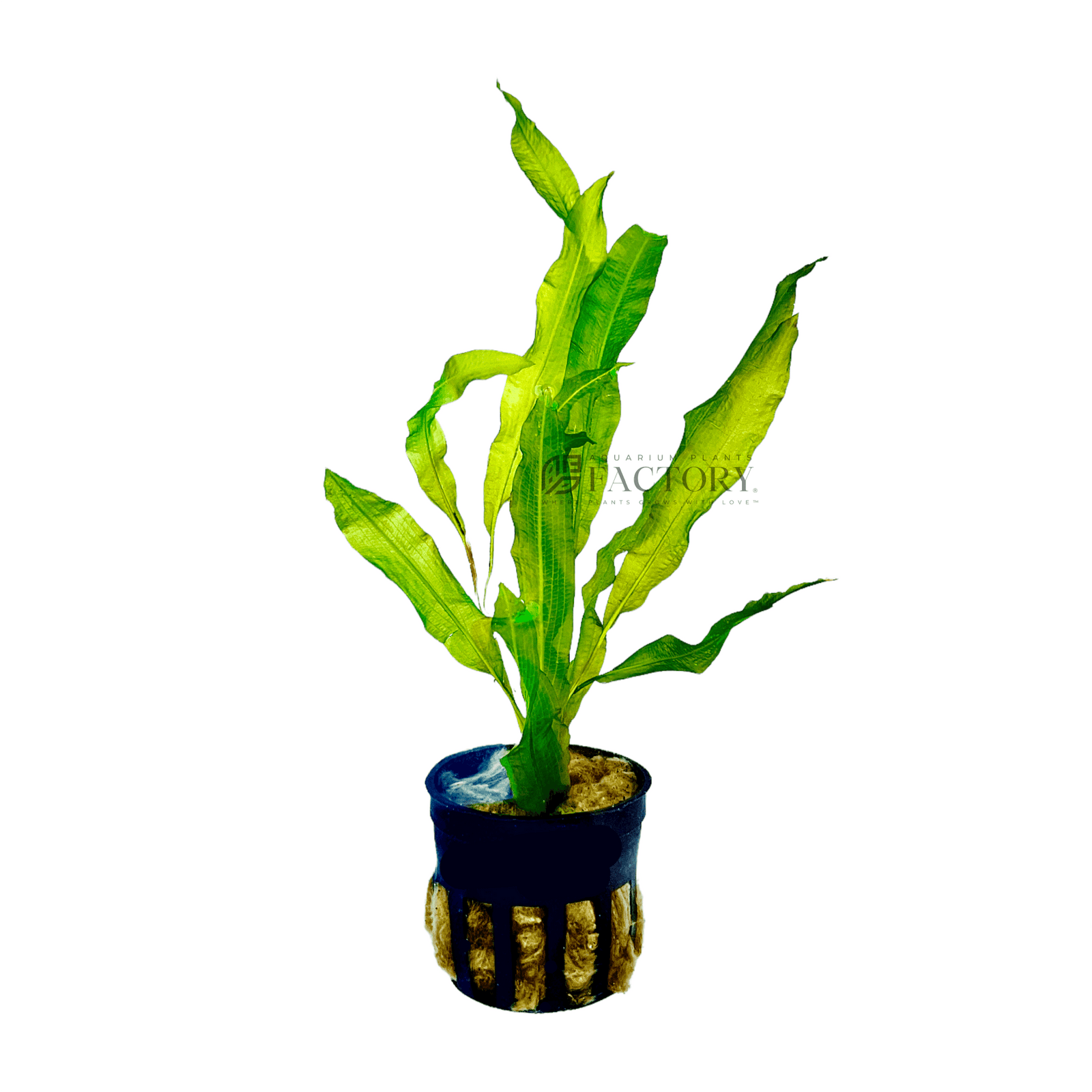 Potamogeton Lucens Potted APF Aquarium Plants Factory®