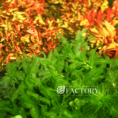 Potamogeton Perfoliatus Claspingleaf Pondweed Aquarium Plants Factory®