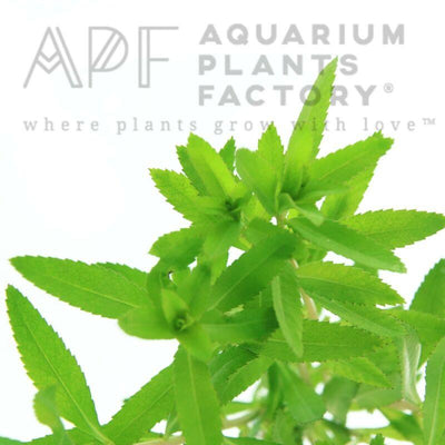 Proserpinaca Palustris / Mermaid Weed - Aquarium Plants Factory