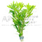 Proserpinaca Palustris / Mermaid Weed - Aquarium Plants Factory