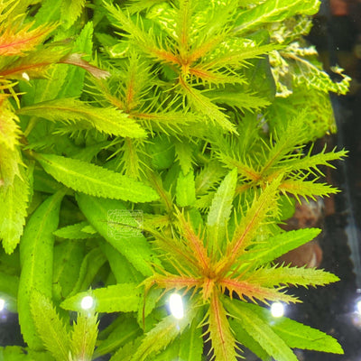 Proserpinaca Palustris / Mermaid Weed - Aquarium Plants Factory