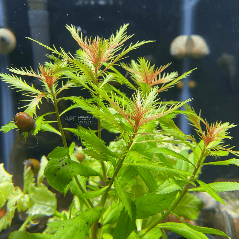 Mermaid Weed (Proserpinaca Palustris) Tissue Culture