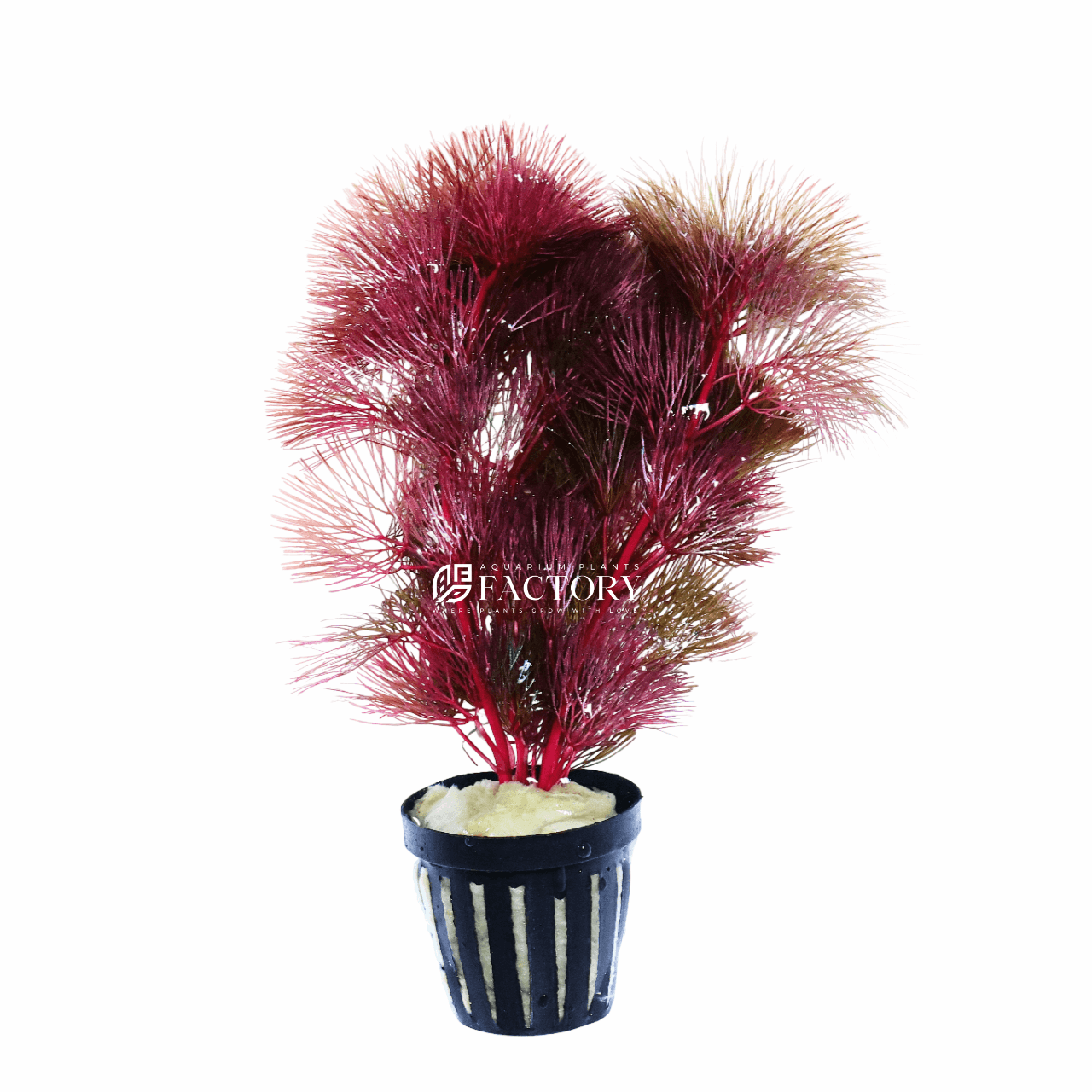 High-quality stems of Cabomba Super Magenta ready for shipping, showcasing the healthy purple tops and robust stem structure.
