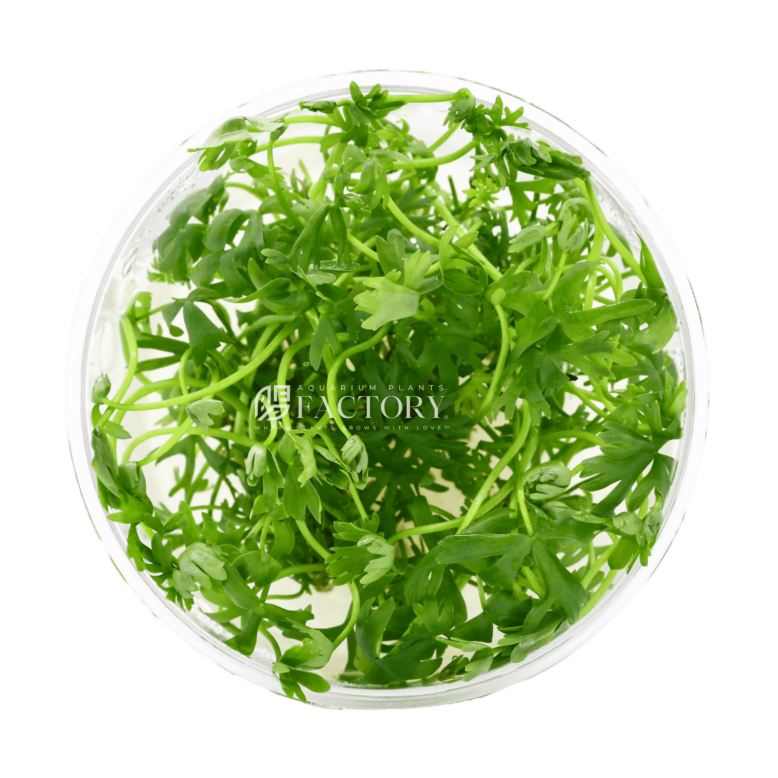 Ranunculus Inundatus Tissue Culture | APF Aquarium Plants Factory®