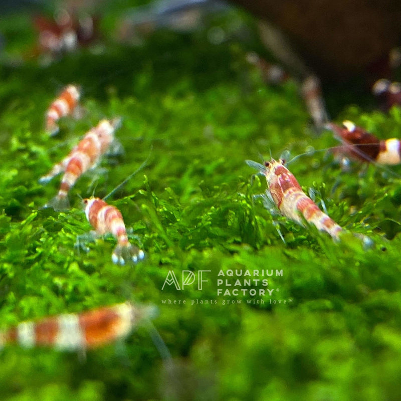 Red Crystal Shrimp - Aquarium Plants Factory