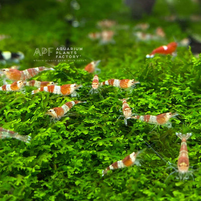 Red Crystal Shrimp - Aquarium Plants Factory